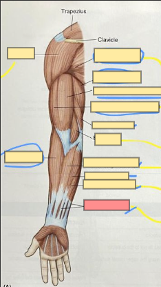 <p>moves the fingers</p>