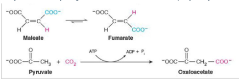 <p>what class of enzyme is catalyzing each reaction shown?</p>