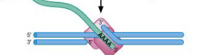 <p>Endonuclease will cleave target DNA to produce free 3’ OH</p>