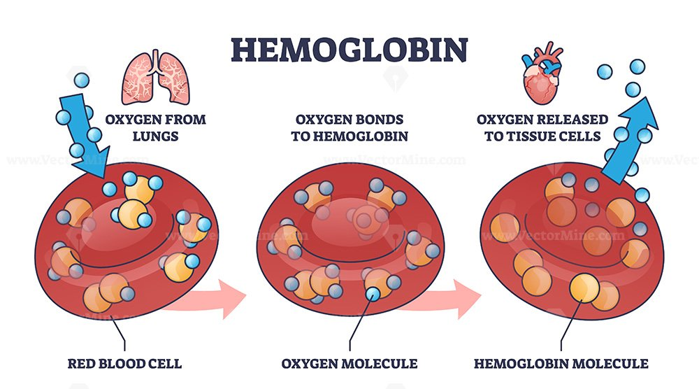 <p>an iron-rich protein in red blood cells that functions as the primary vehicle for transporting oxygen from the lungs to body tissues and returning carbon dioxide to the lungs</p><ul><li><p>as blood O2 pressure increases, hemoglobin saturation rises slowly at first, then more steeply, and then more slowly again until it levels out</p></li><li><p>oxygen dissociation has a sigmoidal shape</p></li></ul><p><span style="color: rgb(255, 105, 180);"><strong><span>Structure:</span></strong></span></p><ul><li><p>globular protein that consists of four polypeptide subunits</p><ul><li><p>each contains an iron-containing heme group that binds to oxygen</p></li></ul></li></ul><p><span style="color: rgb(255, 105, 180);"><strong><span>Oxygen binding and release:</span></strong></span></p><ul><li><p>hemoglobin binds toxygen in the lungs (high oxygen pressure) and releases it in tissues (low oxygen pressure)</p></li></ul><p><span style="color: rgb(255, 105, 180);"><strong><span>Cooperative binding:</span></strong></span></p><ul><li><p>as one oxygen molecule binds, the hemoglobin structure changes to make it easier for the remaining three sports to bind oxygen</p></li></ul><p><span style="color: rgb(255, 105, 180);"><strong><span>Significance:</span></strong></span></p><ul><li><p>it ensures efficient delivery of oxygen for ATP production throughout the body</p></li></ul><p></p>