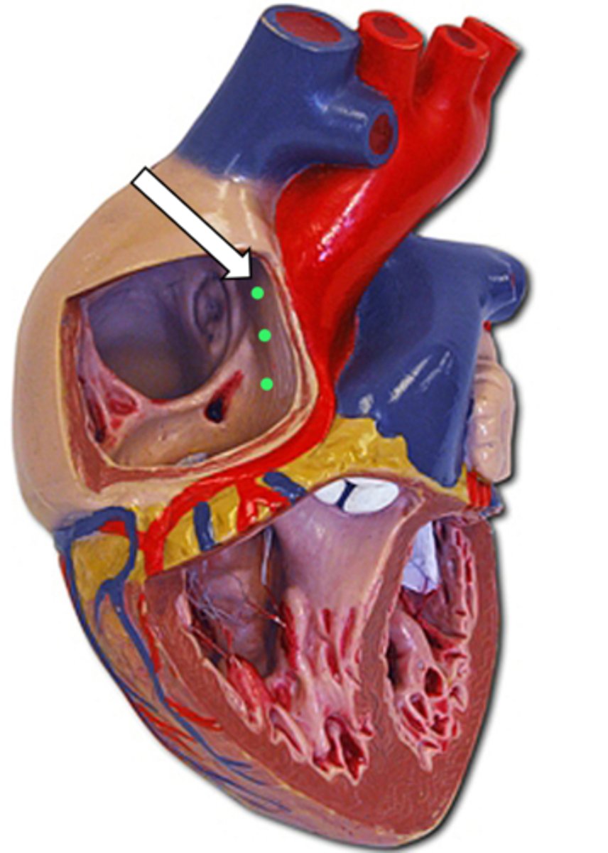 <p>name the structure</p>