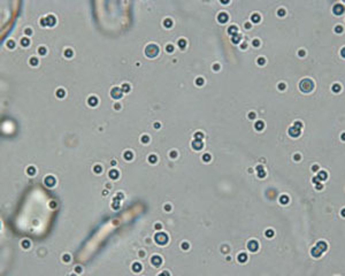 <p>Lightly green tinged, highly refractile spheres; will rise to surface if set for few moments</p>