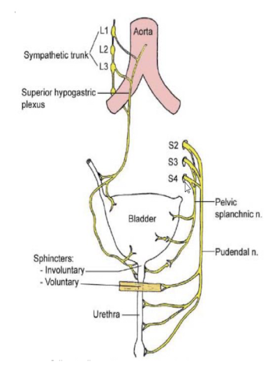 <ul><li><p>sensations above the pain line follow sympathetic nerves. They terminate T10-T12 and refer to anterior thigh up to suprapubic region</p></li><li><p>Sensations below the pain line pass through the pelvic plexi (PNS fibers) and terminate at S2-S4. Refer to buttocks and posterior thigh</p></li><li><p>Sensations from the skin are carried by pudendal n</p></li></ul><p></p>