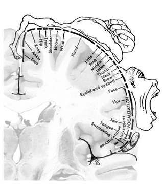 <ul><li><p>Fritsch + Hitzig (1870): electrical stimulation in dog = mapping somatotopic motor representation</p></li><li><p>somatotopic rep. = the diff parts of the primary motor cortex that send motor commands to diff parts of the body</p></li><li><p>Penfield (1940): stimulated during surgery on epileptic patients</p></li><li><p>Discovered electrical stimulation causes simple movements</p></li><li><p>Map established</p></li><li><p>hands + feet have largest areas = seems like the more fine motor control needed determines area size in primary motor cortex</p></li></ul><p></p>