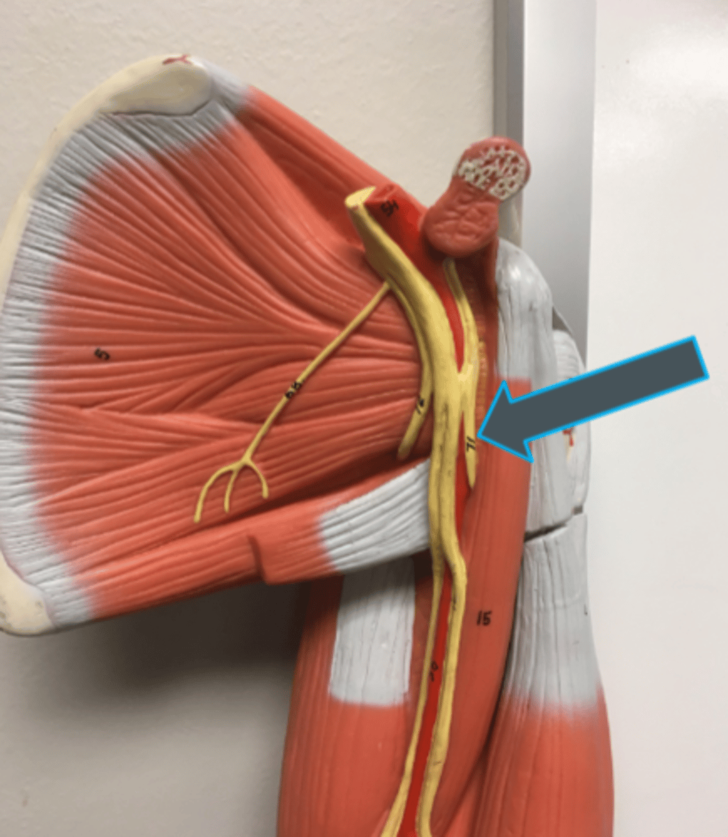 <p>innervates:<br>-brachialis<br>-biceps brachii<br>-coracobrachialis</p>