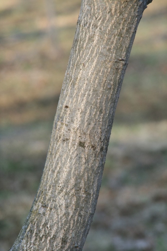 <p>butternut, Juglans cinerea, Juglandaceae</p>