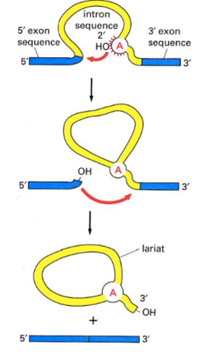 <p>non-coding DNA segment; removed by snRNP before mRNA travels to ribosome</p>