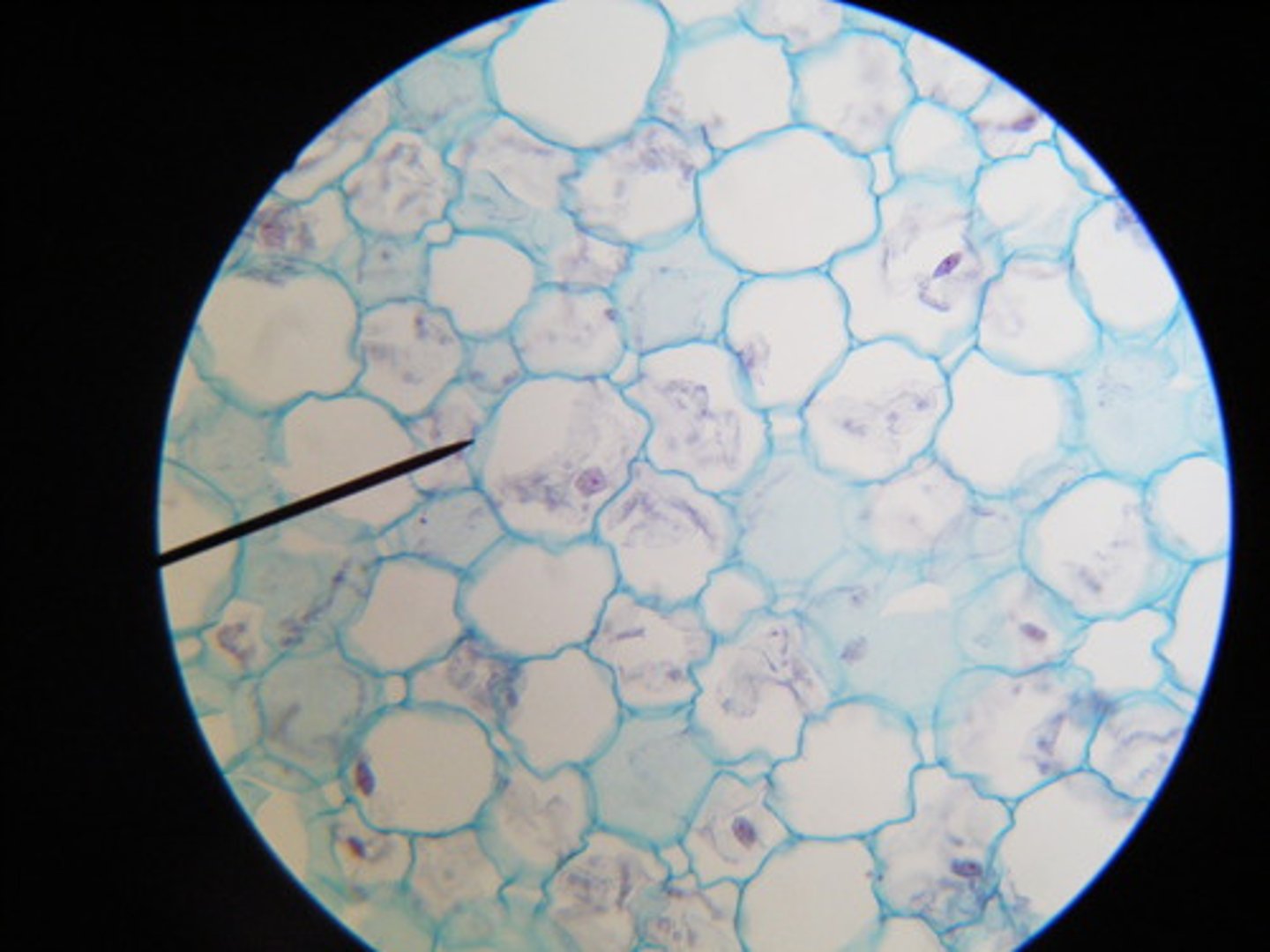 <p>play a role in storage, secrection, and photosynthesis in cells</p>