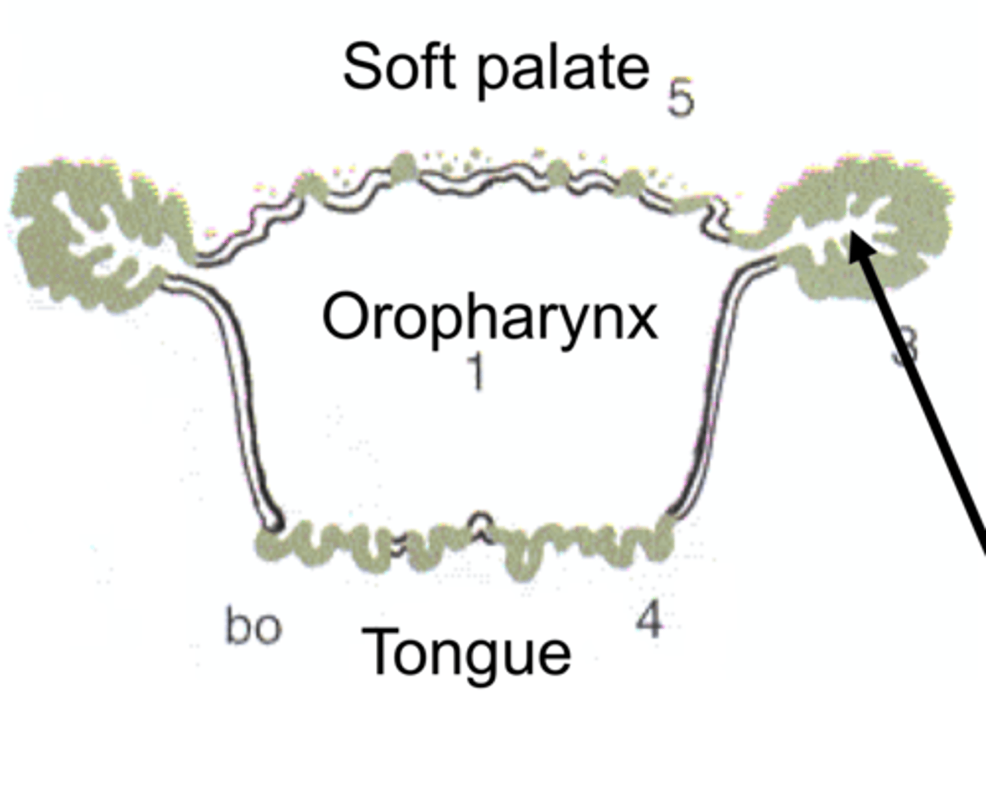 <p>- Tonsilar sinus</p>