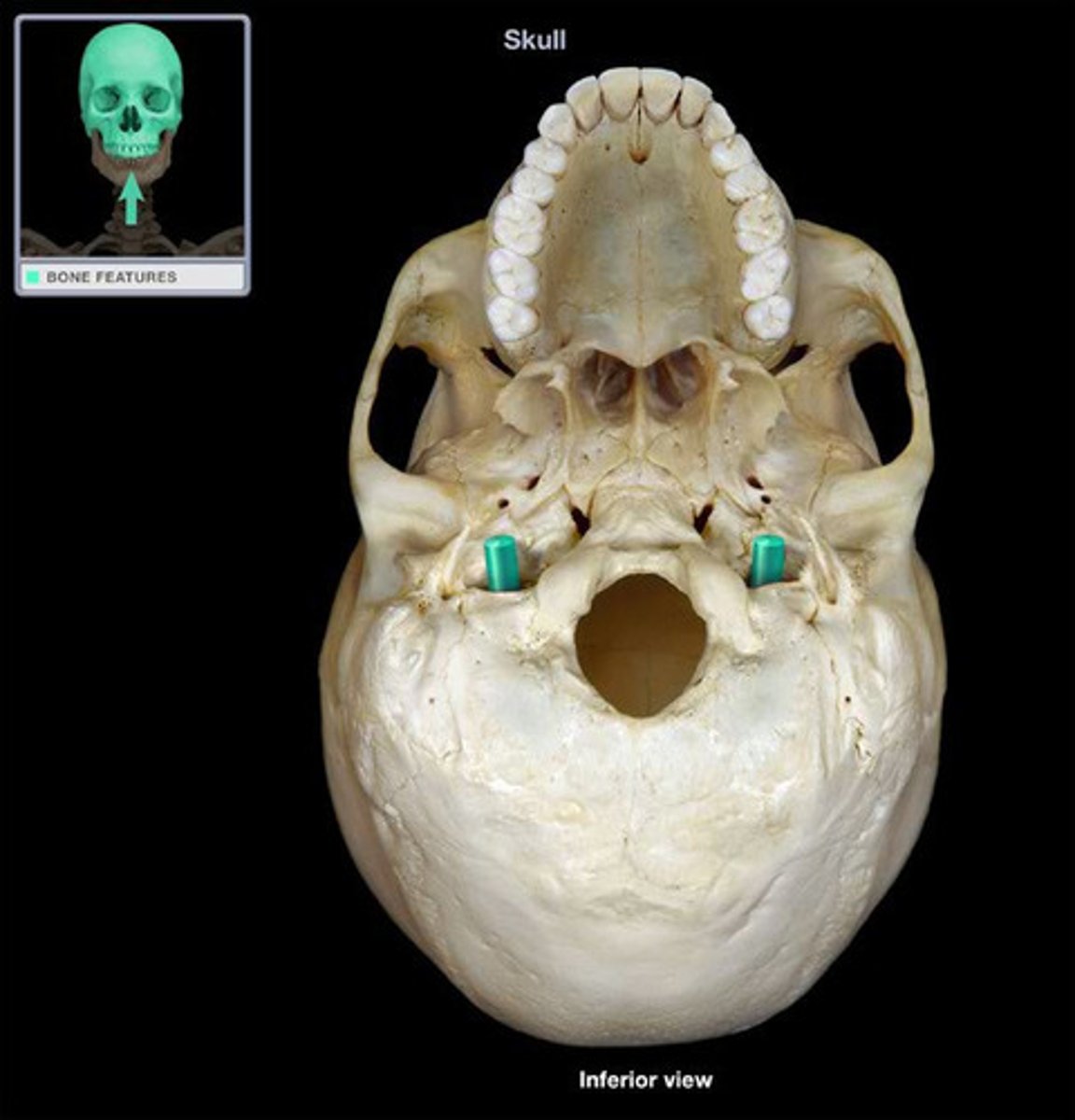 <p>located on inferior petrous part of the temporal bone posterior to the carotid canal</p>