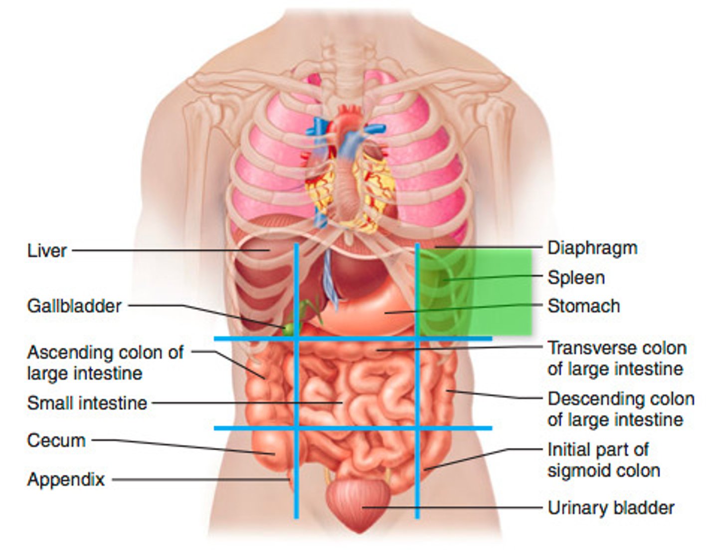 <p>left upper region below the rib cartilage</p><p>diaphragm, spleen, stomach</p>