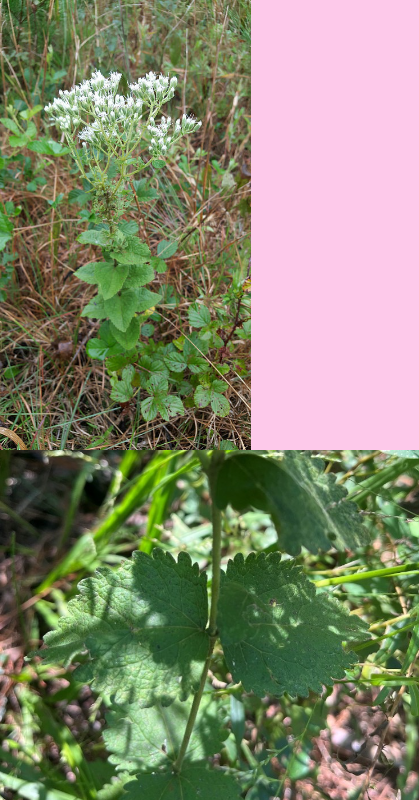 <p>As with other species of this genus, we can usually just expect benefits to pollinators. For this species specifically, it also has moderate to high preference for white-tailed deer</p><p>true or false</p>