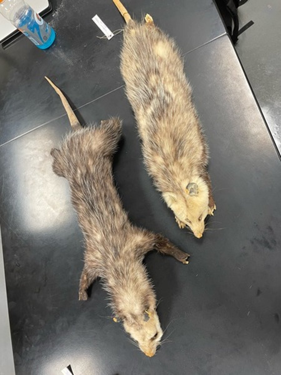 <p>Family: Didelphidae</p><p>Genus & species: Didelphis virginiana</p>