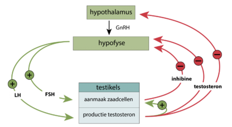 negatief feedbacksysteem