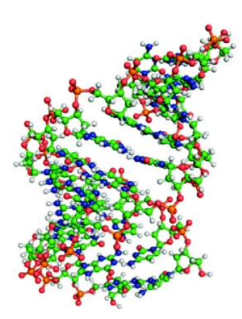 <p><strong>DNA Conformation</strong></p><ul><li><p><span>Not found in in vivo techniques</span></p></li><li><p><span><strong><u>Right-handed helix</u></strong> (helix winds upward) but thicker than B-DNA</span></p></li><li><p><span><strong><u>11</u></strong> base pairs per turn of the helix</span></p></li><li><p><span>Base pairs are not perpendicular to the helix axis; lie at an angle of about <strong><u>20º to the perpendicular</u></strong></span></p></li><li><p><span>Originally found in dehydrated DNA samples</span></p></li></ul><p></p>