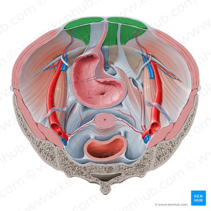 <ul><li><p><span>The</span><strong> rectus sheath</strong><span> is a tendon sheath (aponeurosis) which encloses the </span>rectus abdominis<span> and </span>pyramidalis muscles<span>. </span></p></li><li><p><span>It is an extension of the tendons of the </span>external abdominal oblique<span>, </span>internal abdominal oblique<span>, and </span>transversus abdominis<span> muscles. </span></p></li><li><p><span>In addition to these muscles, the rectus sheath also contains neurovasculature of the </span>anterior abdominal wall<span>. Its function is to protect the contents it encloses.&nbsp;</span></p></li></ul><p></p>