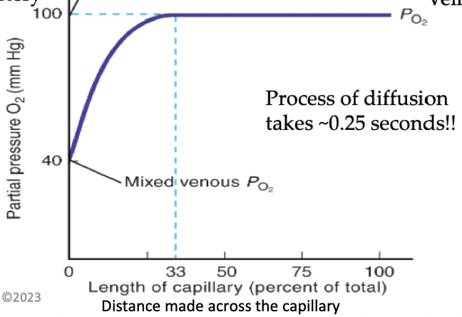 <ul><li><p>O2 diffuses from alveoli to blood</p></li><li><p>Doesn’t take entire capillary length to do the diffusion</p></li><li><p>Less and less diffusion as you move across the capillary</p></li><li><p>Gradient decreases so diffusion rate decreases</p></li><li><p>P1 in alveoli is higher than P2 in pulmonary capillaries, drives flow</p></li></ul>