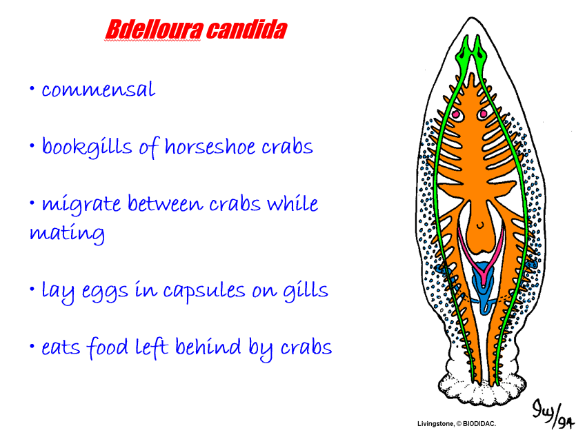 <p>commensal living in the gills of horseshoe crabs</p>