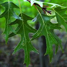 <p>what is the scientific name of Black Oak</p>
