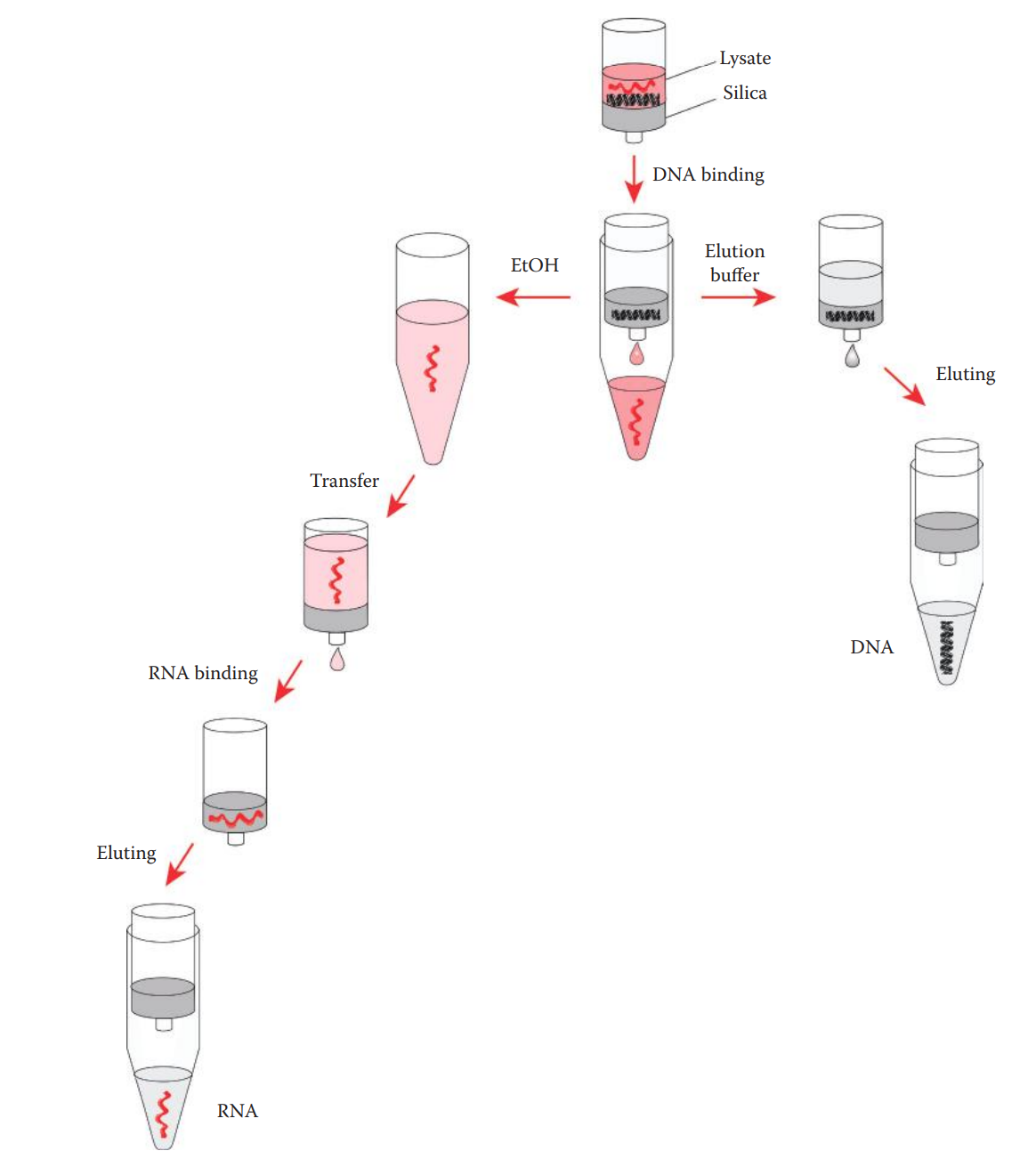RNA and DNA coextraction using a silica-based method.