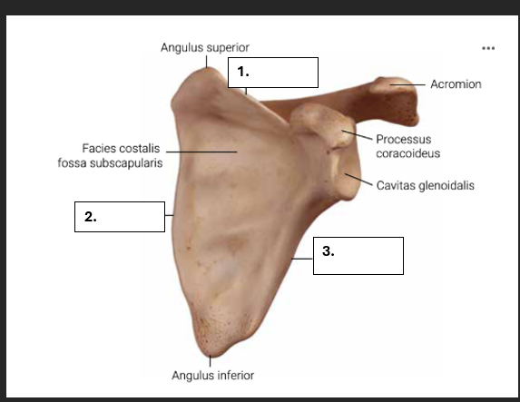 <p>Welke randen heeft de scapula?</p>