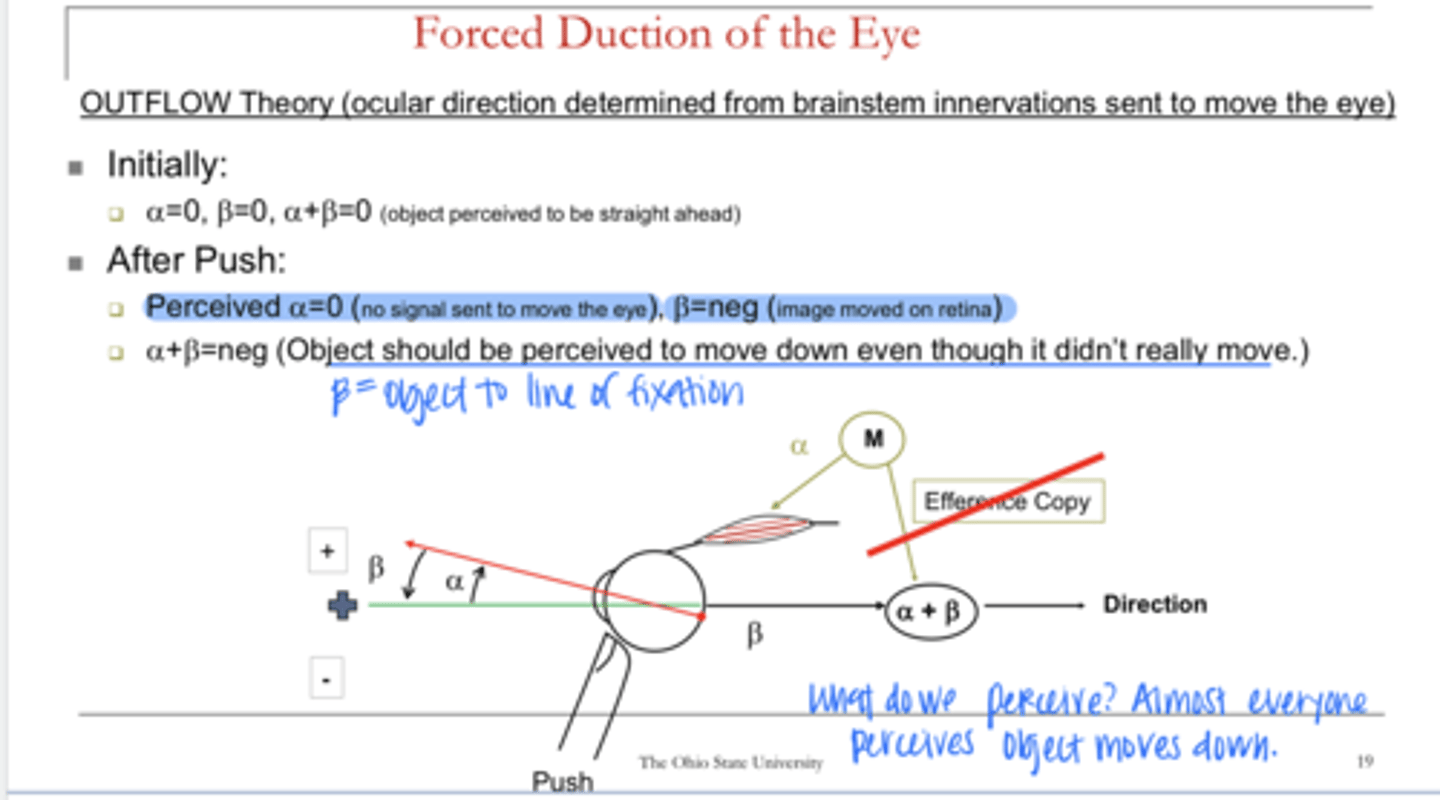 <p>According to the outflow theory, is the object perceived to move after the forced duction test?</p>