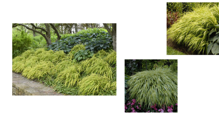 -leaf color can vary
-seems to droop/fall