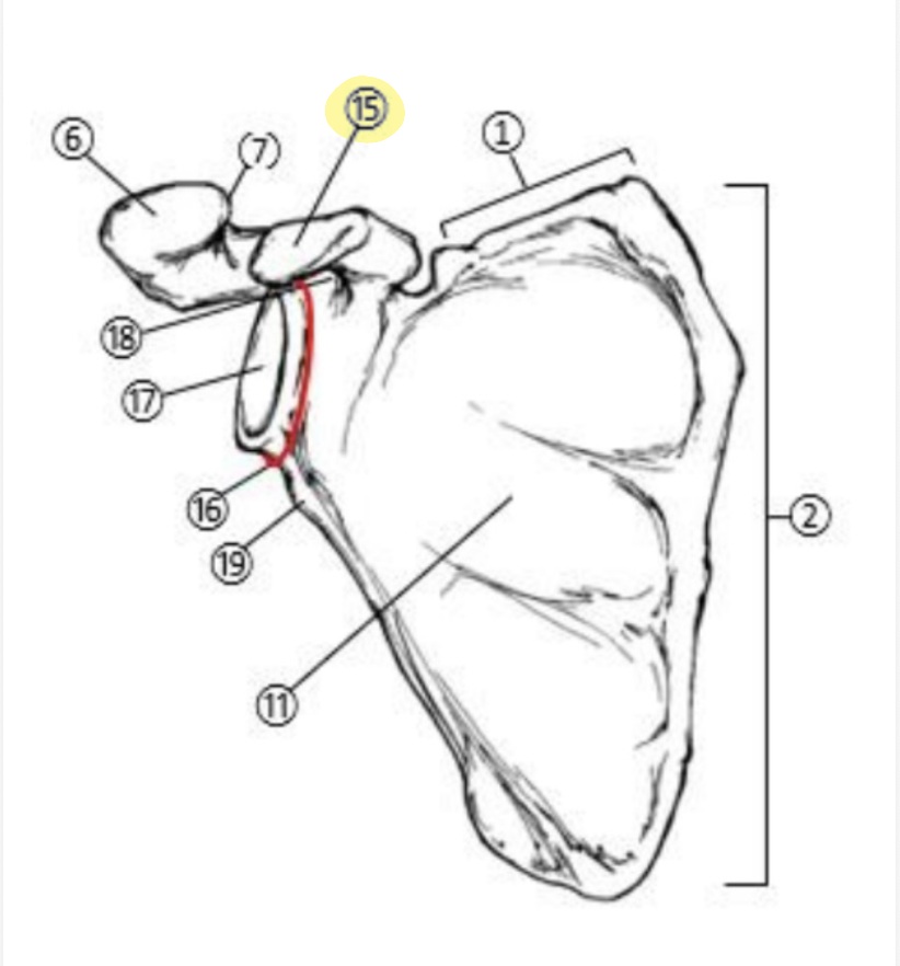 <p>What part of the Scapula is highlighted(15)?</p>