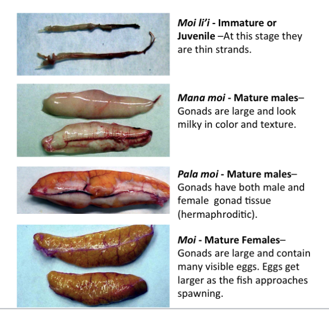 <p>Moi. This is determined by the gonads being large and containing visible eggs.</p>