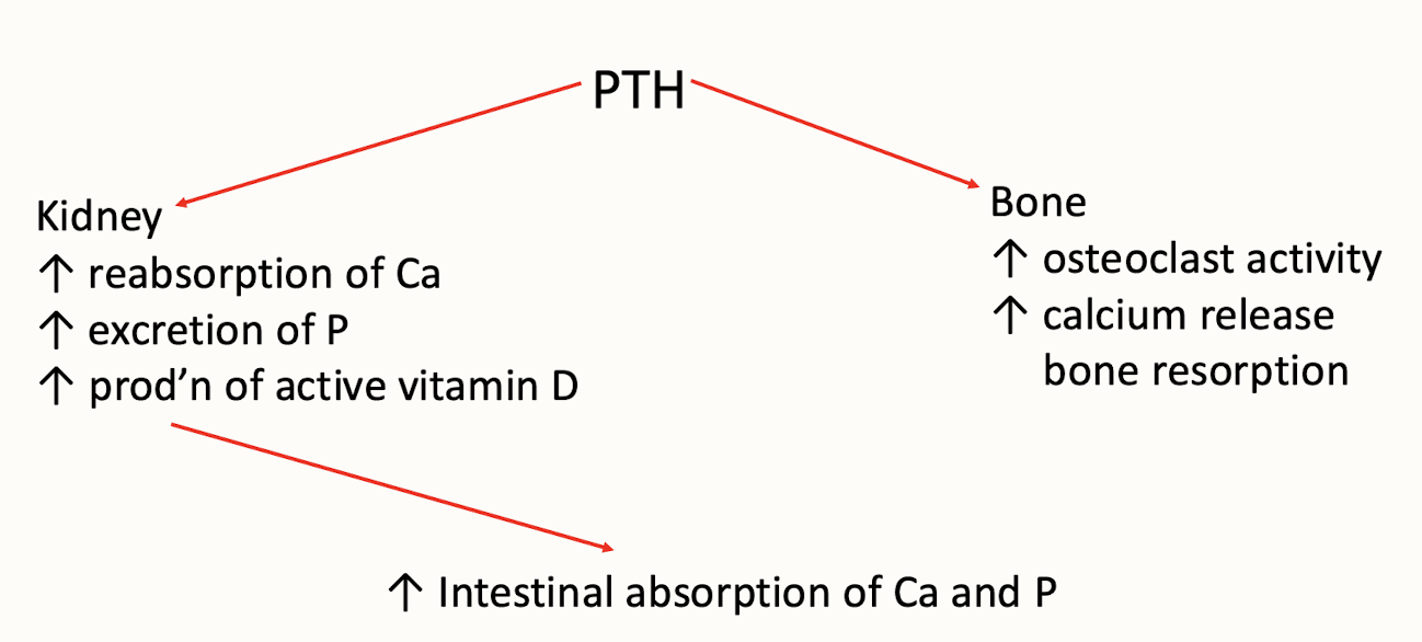 <p>Excess production of PTH leading to elevated calcium levels (hypercalcemia).</p>