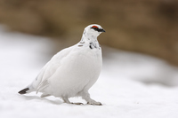 a bird that is a type of grouse, found in mountains and in northern regions. Its feathers typically turn white in winter. (gà gô trắng)