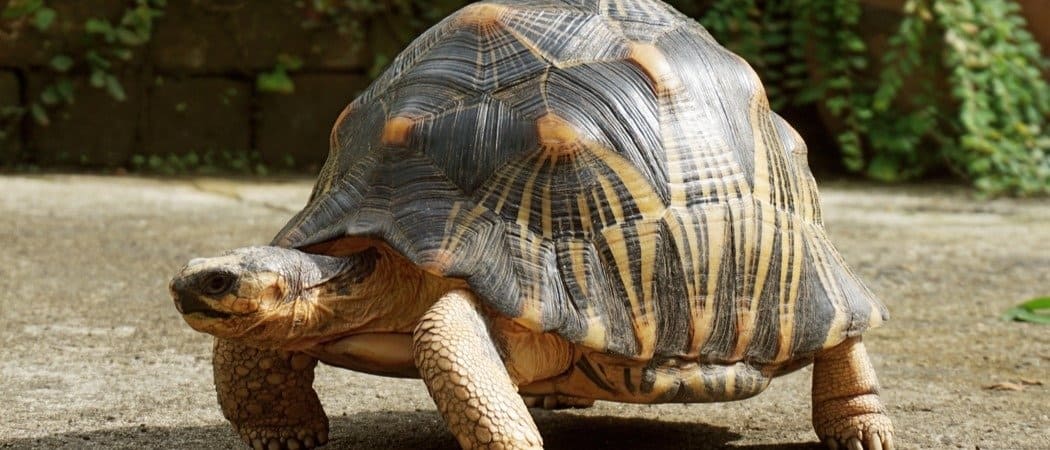 tortoises (cryptodira)

\

1. terrestrial, usually have a high domed shell
2. stout limbs, feet are not webbed
3. gigantism has evolved independently in many oceanic island populations