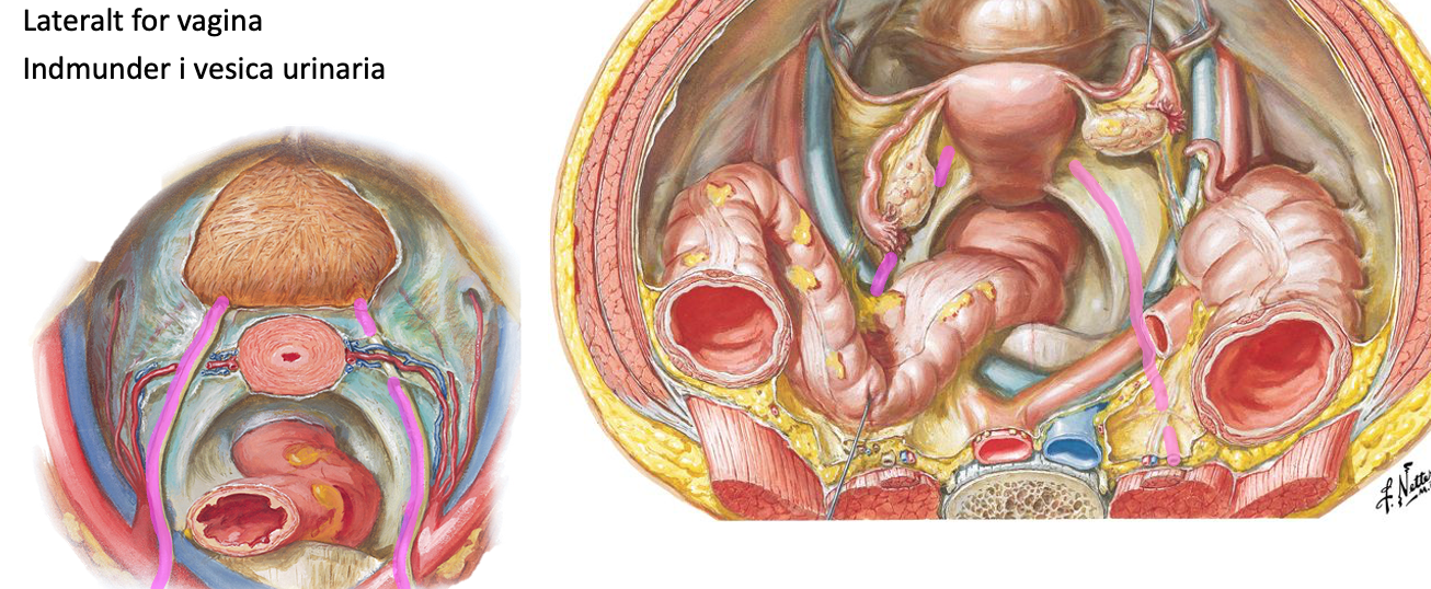 <p>Relationer for pars viscerake ureter for kvinden (aldrig spurgt om dette)</p>