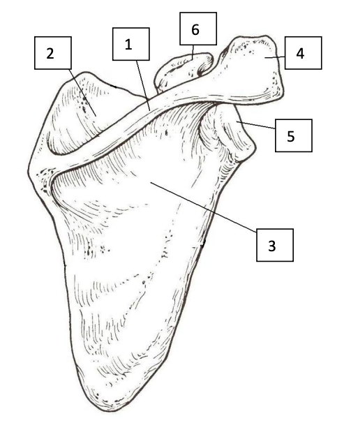 <p>Scapula</p>