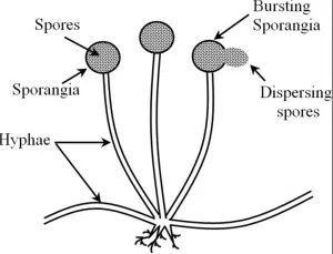 <p>Rhizopus on bread (needs moist surface to germinate)</p><ul><li><p>the spores remain intact inside the sporangium(thick wall) which burst when there are favorable conditions </p></li><li><p>the spores are then spread in the environment </p></li><li><p>the spores are thousands in number to ensure reproduction as many are destroyed due to different reason </p></li><li><p>each spore on germination give rise to a new organism, this happens when they get favorable environmental conditions</p></li></ul><p></p>