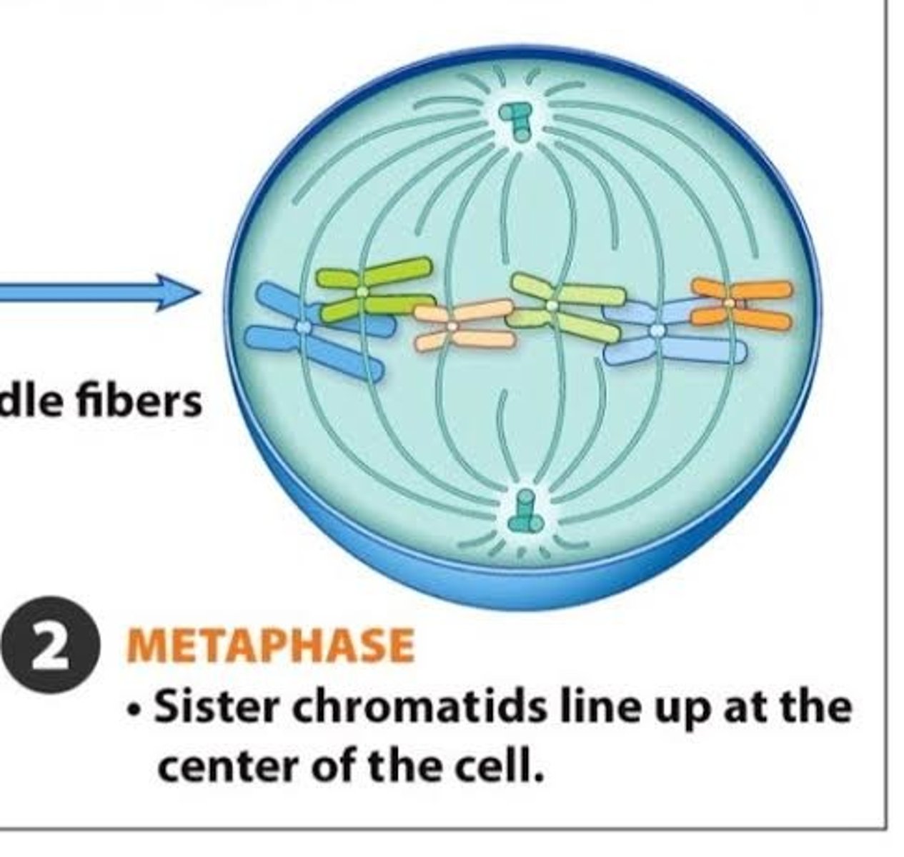 <p>In mitosis, homologous chromosomes do not align with each other; instead, individual replicated chromosomes (sister chromatids) line up at the metaphase plate</p>