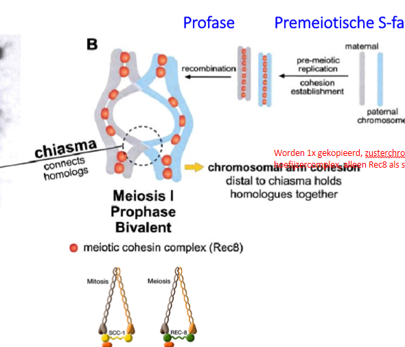 <ol><li><p>homologe recombinatie: maternale allel gaat recombineren met maternale allel → belangrijk voor genetische diversiteit em om correcte chromosoomsegregatie v homologen mogelijk te maken</p></li></ol><p>→ vorming&nbsp;<strong>chiasma</strong></p><ol start="2"><li><p>distaal vd chiasmata w de chromosoomarmen/bivalenten bij elkaar gehouden door het<strong> meiotisch cohesine complex (Rec8)</strong></p></li></ol><p></p>