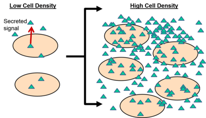 <p>method of cellular communication used by bacteria that informs them of the abundance of similar (or different) bacteria in the environment</p>