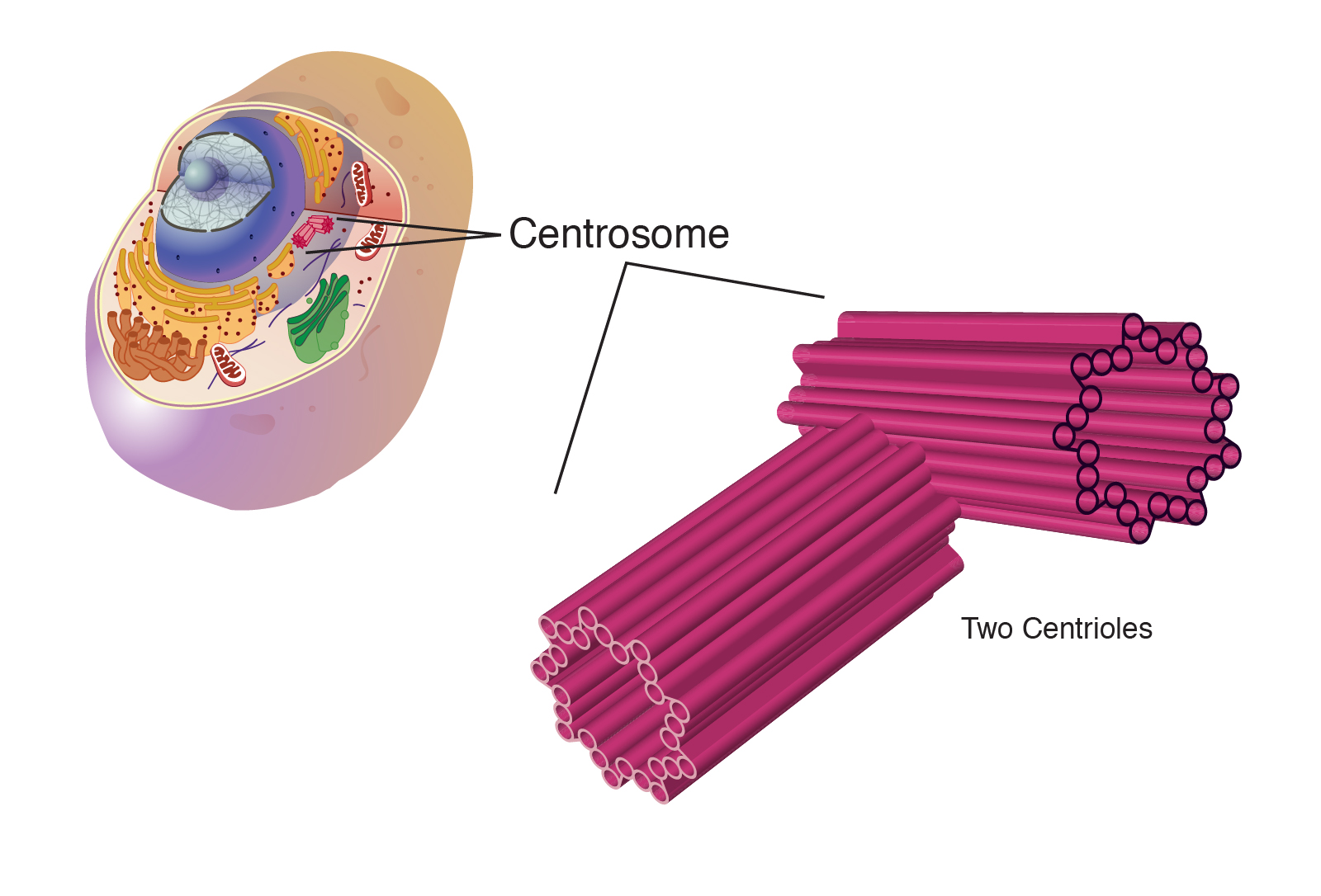 <ul><li><p>animal cells </p></li><li><p>helps microtubules assemble into spindle fibers needed for cell divison </p></li><li><p>defects associated w/ disregulation of cell cycle (leading to cancer)</p></li></ul><p></p>