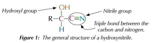 <ul><li><p>molecuels containing a hydroxyl group OH </p></li><li><p>and nitrile group CN</p></li></ul><p></p>