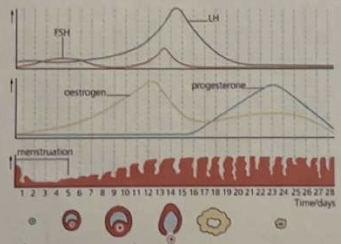 <p>The human reproductive cycle is coordinated by tropic hormones and sex hormones in anootther hormone cascade </p><p>b) Why are FSH and LH described as gonadotropic hormones?</p>