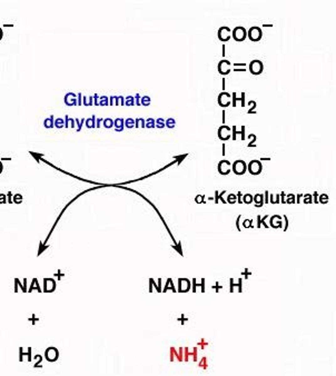 <p>It removes the alpha amino group from glutamate to produce free ammonia.</p>