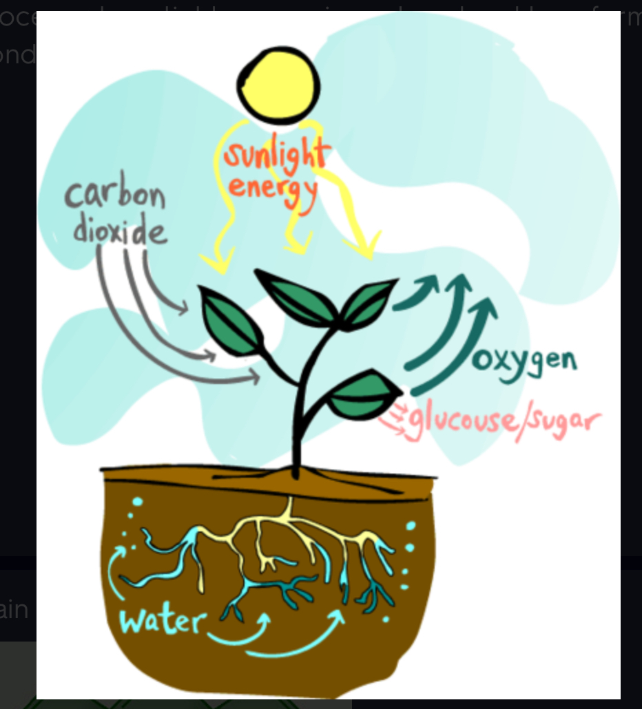 <p>process where light energy is captured and transformed into chemical energy in bonds of glucose</p>