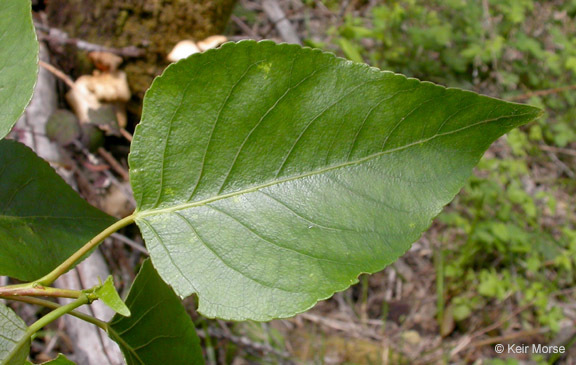 <p>The leaf has fine teeth, unlike the other cottonwoods</p><p>Largest cottonwood.</p>