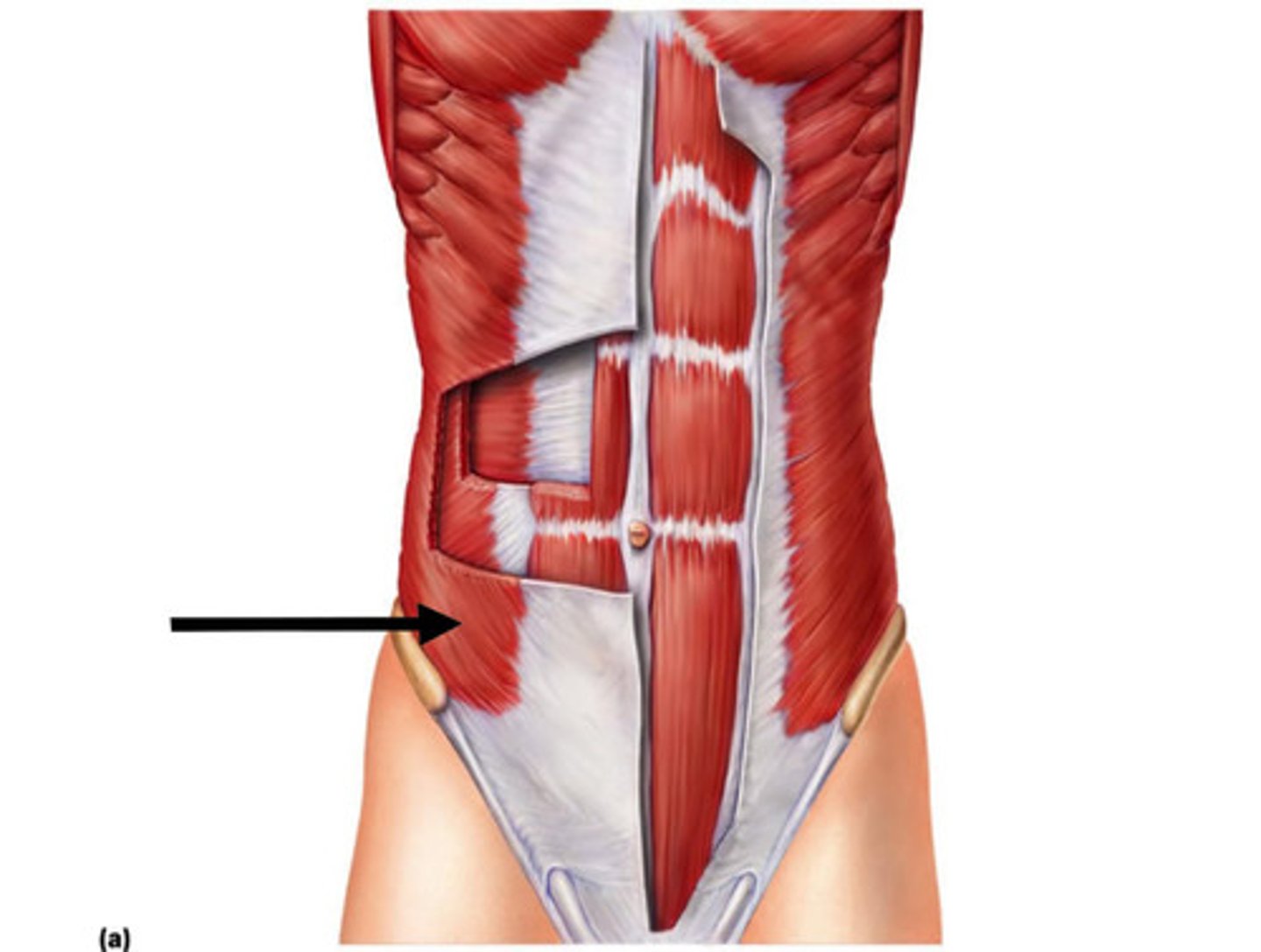 <p>what abdominal muscle is this, and what is its action</p>