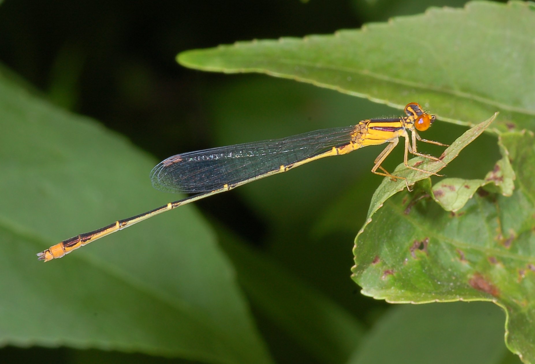 <ol><li><p>Wings lacking color and usually held together over the back when at rest</p></li><li><p>Only two antenodal crossveins in front and hind wings</p></li><li><p>M3 vein sharply curved and originating closer to nodus than to arculus</p></li></ol><p></p>
