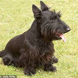 <p>they are black and when they are black they have an accent </p>