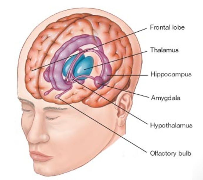 <p>Emotional center of brain that also plays roles in smell, motivation, and memory</p><ul><li><p>Processes information about our internal states such as BP, Heart, Respiration, perspiration</p></li></ul><p></p>