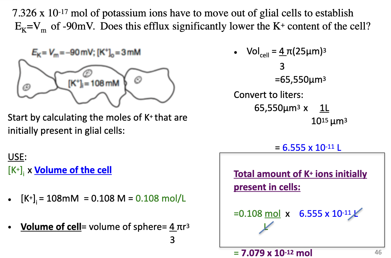 <ul><li><p>K+ moved to establish Vm = 7.326 × 10⁻¹⁷ mol</p></li><li><p><strong>Step 1: Calculate total K+ initially in cell</strong></p><ul><li><p>Intracellular [K+] = 108 mM = 0.108 mol/L</p></li><li><p>Cell volume = sphere: 4/3 π r³ = 4/3 π (25 μm)³ = 65,550 μm³</p></li><li><p>Convert to liters: 65,550 μm³ ÷ 10¹⁵ = 6.555 × 10⁻¹¹ L</p></li></ul></li><li><p>Total K+ initially: 0.108 mol/L × 6.555 × 10⁻¹¹ L = 7.079 × 10⁻¹² mol</p></li><li><p>Compare to K+ moved: 7.326 × 10⁻¹⁷ mol → very small fraction → negligible effect on [K+]</p></li></ul><p></p><p><strong><mark data-color="#ffa5a5" style="background-color: rgb(255, 165, 165); color: inherit;">Note: <br>1 mL = 1 cm<sup>3</sup></mark></strong></p>