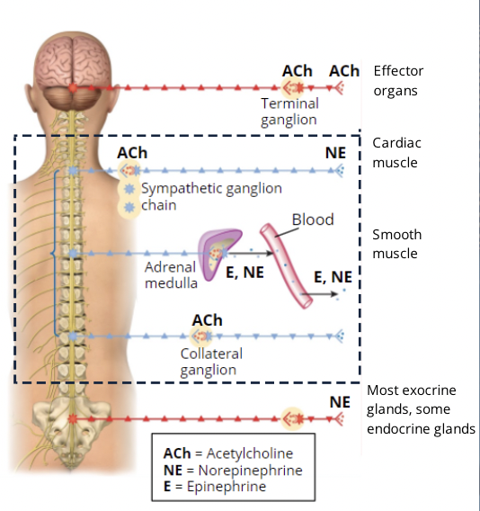 <p>In the ANS, the SNS and PNS have different origins. </p>